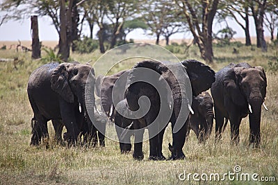 African Elephants drinking water
