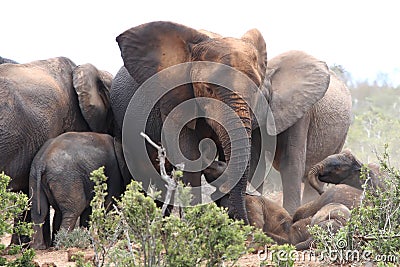 African Elephants Dusting