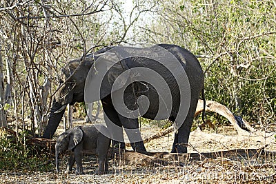 African Elephants family group on the Plains
