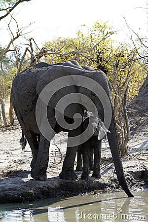 African Elephants family group on the Plains