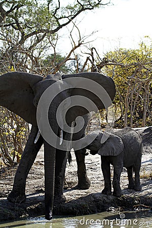 African Elephants family group on the Plains