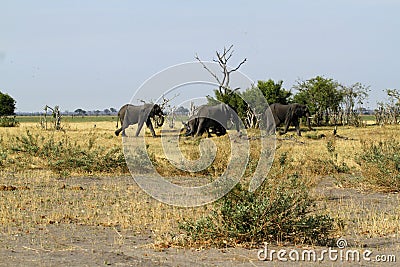 African Elephants Marching on the Plains