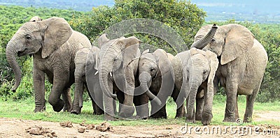 African Elephants Running