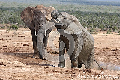African Elephants at Waterhole