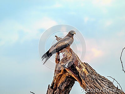African falcon