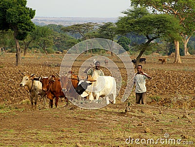 African farmers working on the field