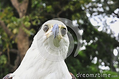 The African Fish Eagle (Haliaeetus vocifer) Portrait of an African Fish Eagle