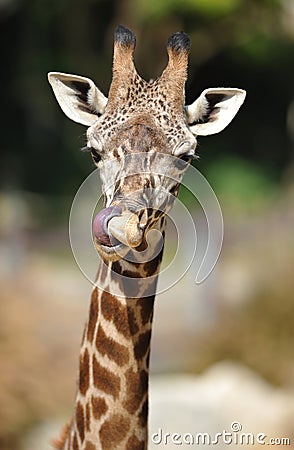 African giraffe licking nose with tongue