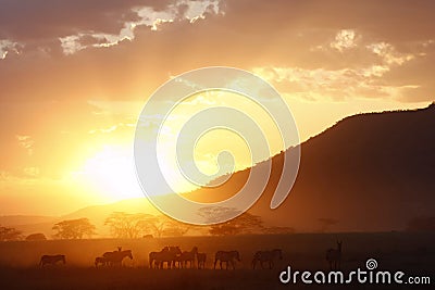 African Golden Glow