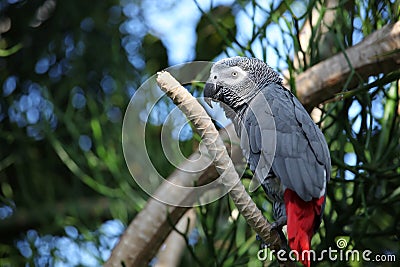 African gray parrot tropical bird looking happy