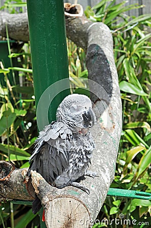 African grey parrot asleep on a branch