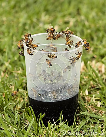 African Honey Bee on Plastic Glass