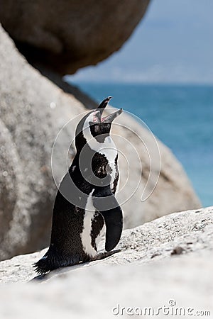 African (Jackass) Penguin on boulder
