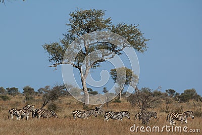 African landscape with animals