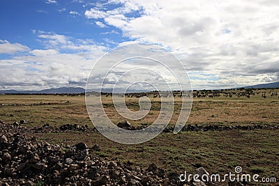 African landscape with migrating wildebeest