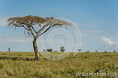 African landscapes - Serengeti National Park Tanzania