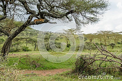 African landscapes - Serengeti National Park Tanzania