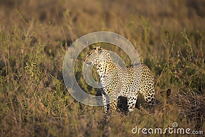 African leopard at the great plains of Serengeti