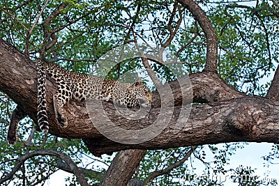 African leopard resting in tree