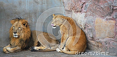 African lion couple