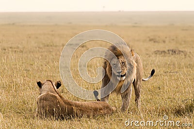 African lion couple