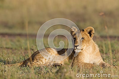 African lion cub