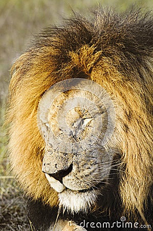 African lion with flies swamp all over his face