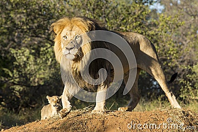 African Lion (Panthera leo) with cub South Africa