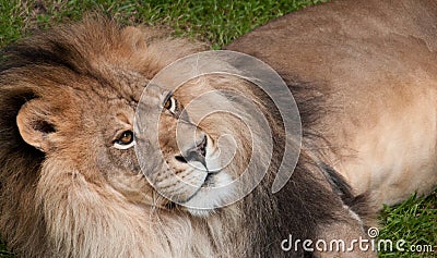 African Lion (Panthera leo krugeri) Looks Up