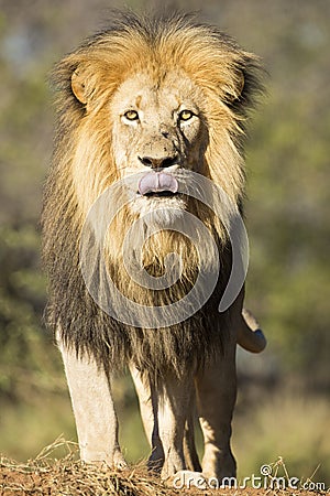 African Lion (Panthera leo) South Africa