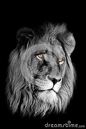 African Lion Portrait Stock Photos - Image: 3006743