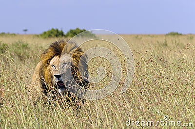 African lion walking in long grasses