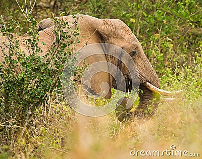 African male Elephant