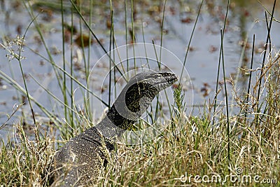 African Monitor Lizard