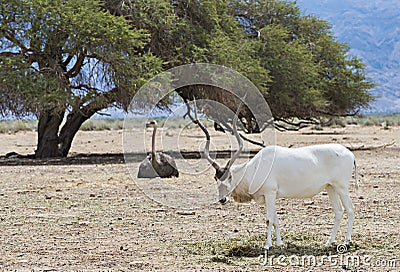 African ostrich and antelope in Israeli nature reserve