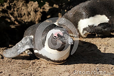 African Penguin, South Africa