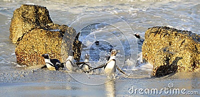 The African penguin (Spheniscus demersus)