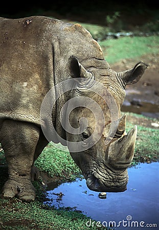 African Rhino