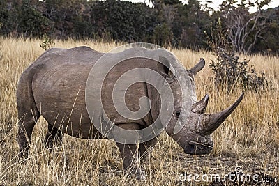 African rhino