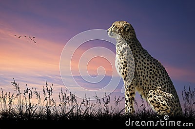 African safari image of cheetah on savannah