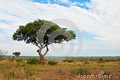 African savannah landscape wth tree