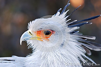 African Secretary Bird