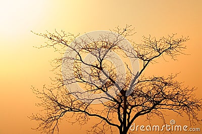 African tree at dusk