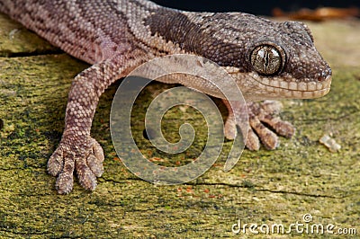 African velvet gecko