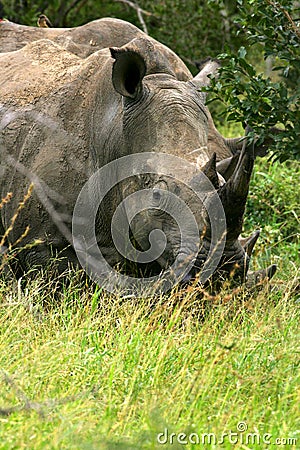 African White Rhino