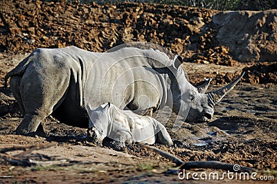 African White Rhino Mother and Baby