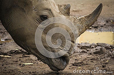 African White Rhino in park