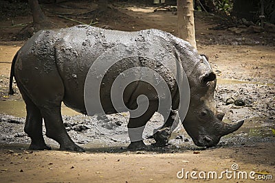 African White Rhino in park
