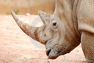 African White Rhino Portrait