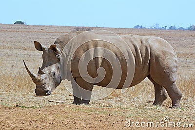 African white rhino side profile